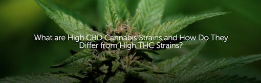 What are High CBD Cannabis Strains and How Do They Differ from High THC Strains?