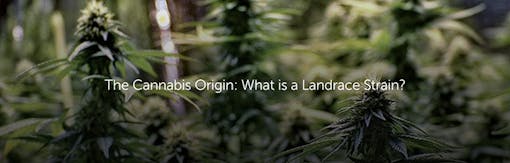 The Cannabis Origin: What is a Landrace Strain?