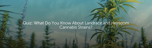 Quiz: What Do You Know About Landrace and Heirloom Cannabis Strains?