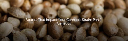 Factors That Impact Your Cannabis Strain: Part 1, Genetics
