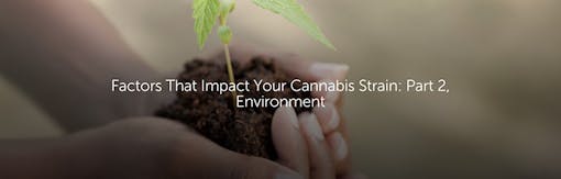 Factors That Impact Your Cannabis Strain: Part 2, Environment