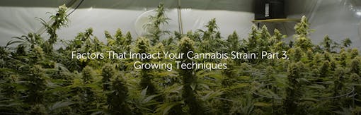 Factors That Impact Your Cannabis Strain: Part 3, Growing Techniques