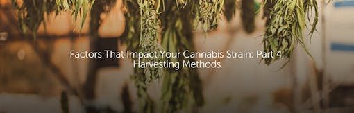 Factors That Impact Your Cannabis Strain: Part 4, Harvesting Methods