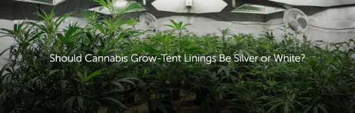 Should Cannabis Grow-Tent Linings Be Silver or White?