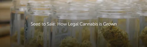 Seed to Sale: How Legal Cannabis is Grown