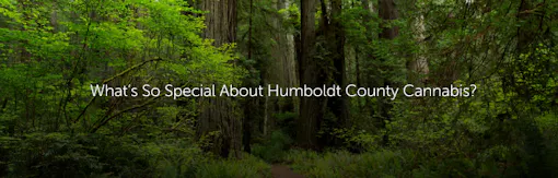 What’s So Special About Humboldt County Cannabis?