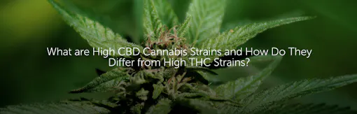 What are High CBD Cannabis Strains and How Do They Differ from High THC Strains?