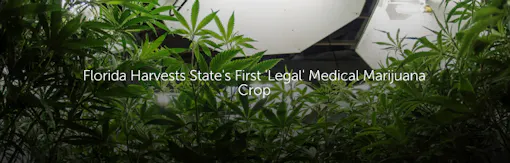 Florida Harvests State's First 'Legal' Medical Marijuana Crop