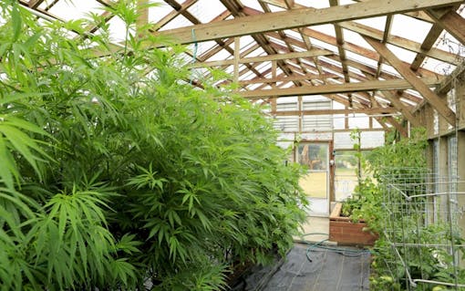 Greenhouse cannabis / hemp being grown