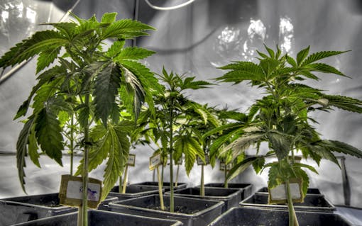 Young cannabis plants