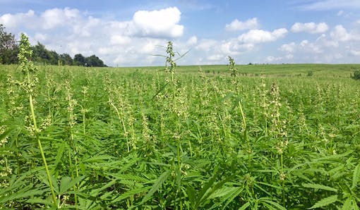 Hemp field