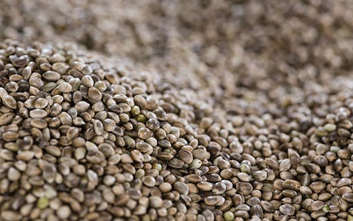 Hemp seeds