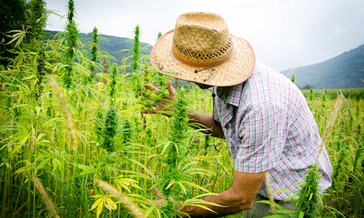 Hemp farming