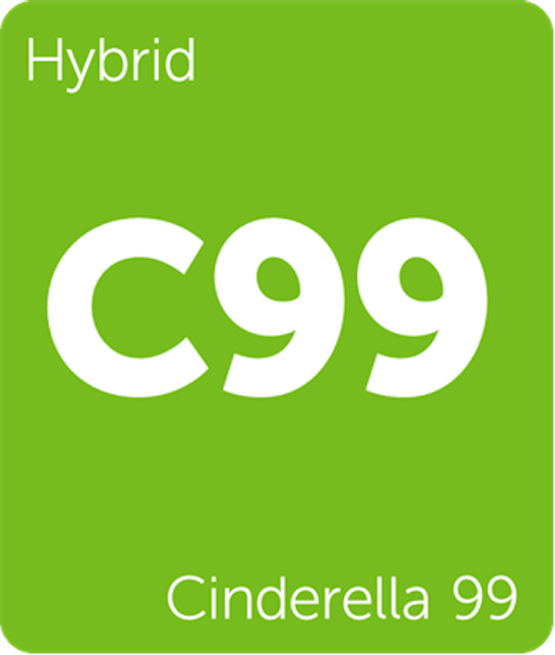 Leafly Cinderella 99 hybrid cannabis strain tile