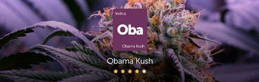 Obama Kush cannabis strain