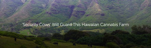 'Security Cows' Will Guard This Hawaiian Cannabis Farm