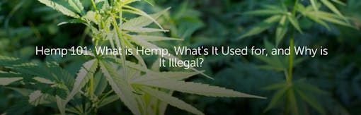 Hemp 101: What is Hemp, What's It Used for, and Why is It Illegal?