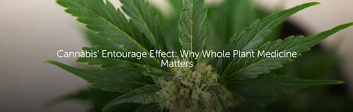 Cannabis’ Entourage Effect: Why Whole Plant Medicine Matters
