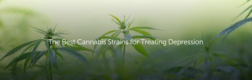 The Best Cannabis Strains for Treating Depression