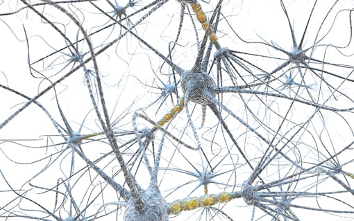 the endocannabinoid systems impact on marijuanas effects