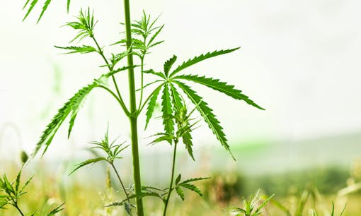 Leaves on cannabis plant in field