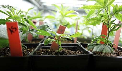 Growing cannabis plants