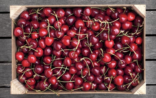 Fresh cherries