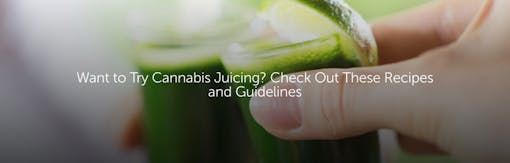 Want to Try Cannabis Juicing? Check Out These Recipes and Guidelines