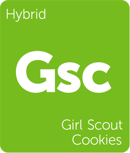 GSC (f.k.a Girl Scout Cookies) hybrid cannabis strain tile