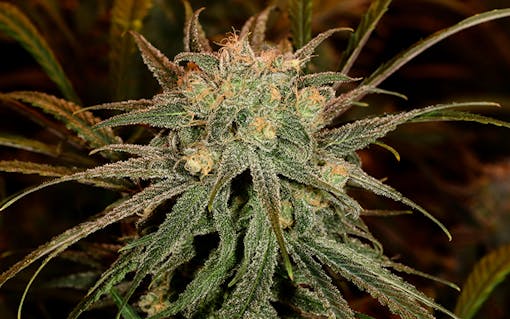 Blue Dream cannabis strain