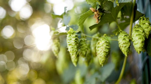 Hops being grown