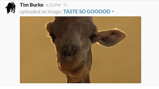 Cannabis-infused blueberry cheesecake: tasting feedback 4