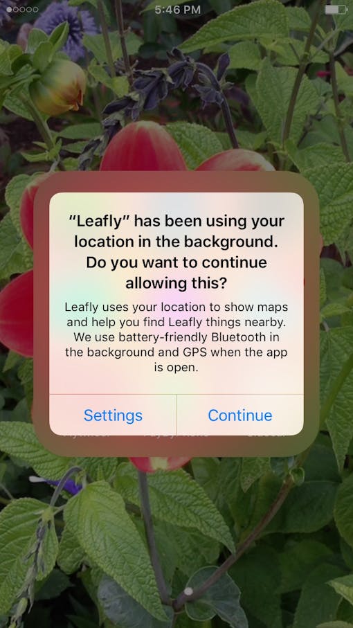 Pop-up alert for Leafly dispensary beacon