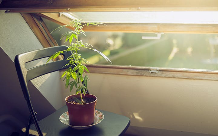 How to Increase Production of Ripe Trichomes on Cannabis | Leafly