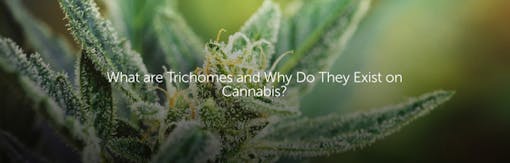 What are Trichomes and Why Do They Exist on Cannabis?