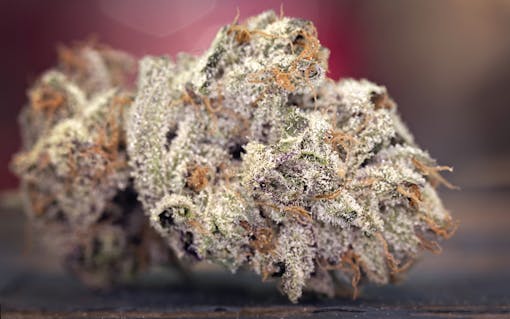 Trichome production: from grow to harvest and beyond