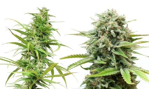 Sativa and indica cannabis plants