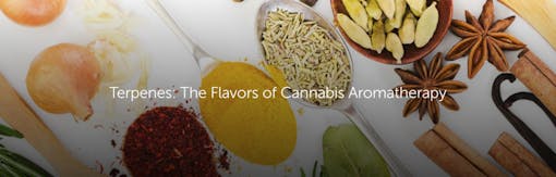 Terpenes: The Flavors of Cannabis Aromatherapy