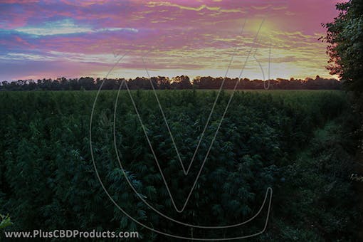 CBD oil questions answered