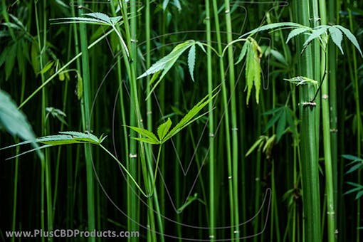 what is industrial hemp-derived CBD