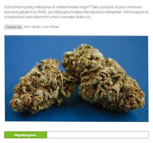 MARI cannabis identifier tool analyzing a marijuana bud