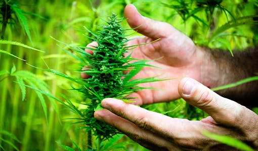 Hands cupping a growing cannabis plant