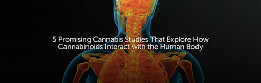 5 Promising Cannabis Studies That Explore How Cannabinoids Interact with the Human Body