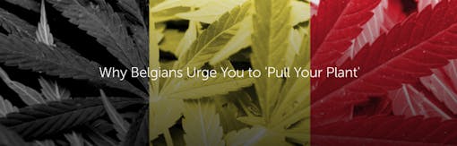 Why Belgians Urge You to 'Pull Your Plant'