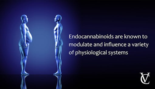 What does the endocannabinoid system influence?