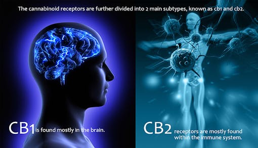 Cannabinoid receptors: CB1 vs. CB2