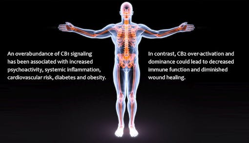Imbalanced endocannabinoid system