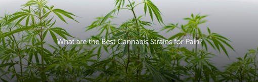 What are the Best Cannabis Strains for Pain?
