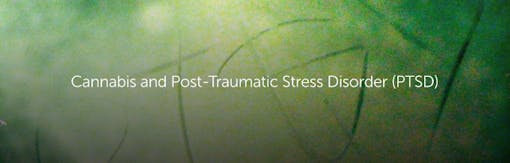 Cannabis and Post-Traumatic Stress Disorder (PTSD)