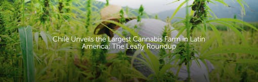 Chile Unveils the Largest Cannabis Farm in Latin America: The Leafly Roundup